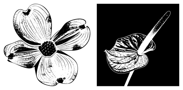 Dogwood & flamingo flower blooms in gritty halftone, stark vintage, edgy vibe for modern decor or apparel.