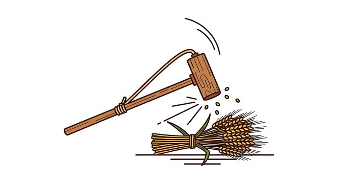 Wooden flail threshing wheat grains