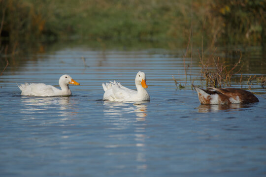Ducks swimming and dabbling in natural pond habitat