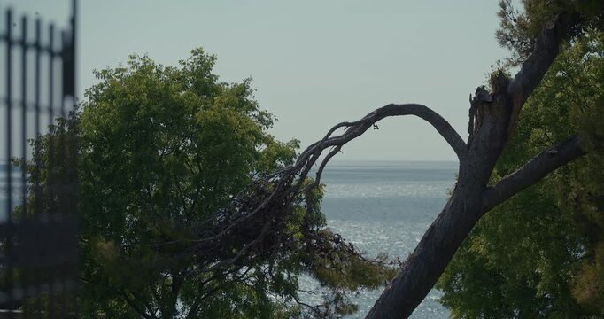Trees and a broken tree branch overlooking the Adriatic Sea in Rovinj, Croatia during the afternoon.