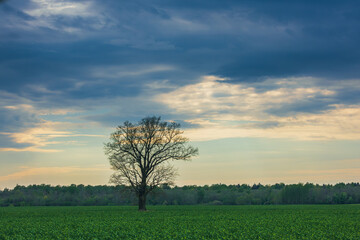 Fototapeta premium Spring oak tree in green meadow and blue sky