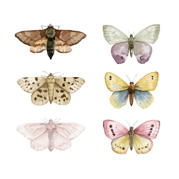 Six watercolor butterflies and moths isolated on transparent background