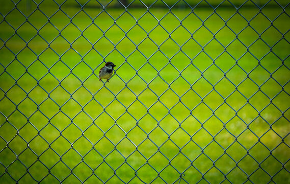 Small bird sitting on chain link fence with green background