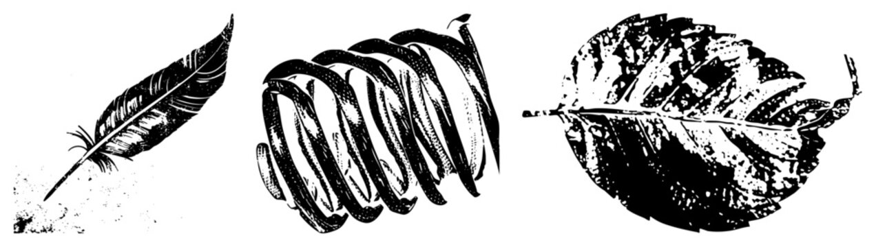 Three gritty halftone nature cutouts feather, seed pod, leaf known as quill, fuzzball, veiny slap. Raw texture, organic edge. Ideal for rustic branding or moody posters.