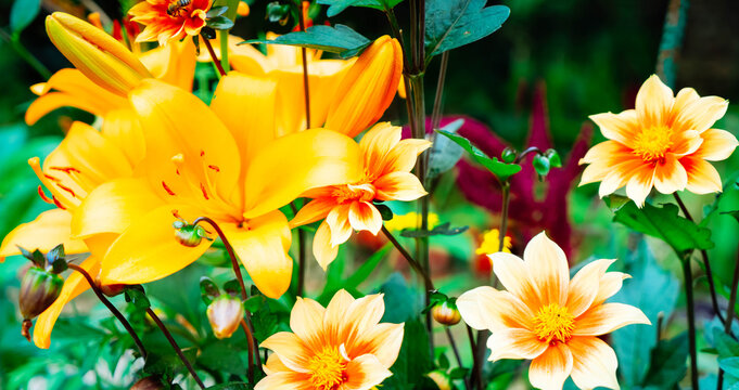 Lilly orange fresh flowers growing in green garden, web banner format