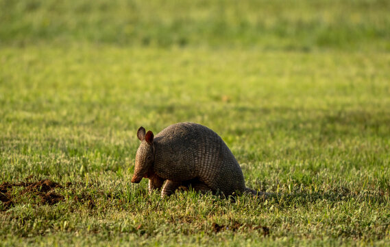 Armadillo in the grass 