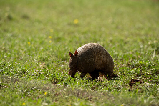 Armadillo