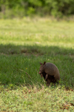 Armadillo in the grass