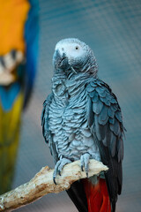 Obraz premium African Grey parrot perched on branch in professional breeding center. Psittacus erithacus in bird nursery, exotic pet care, aviculture, captive breeding concept, professional bird husbandry