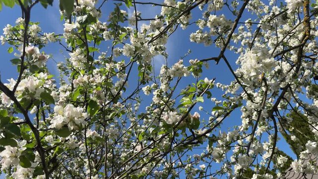 Overhead Apple Blossom Canopy Against Sky, Wide Angle, Sunlight Filtering, Rhythmic Branches, Airy