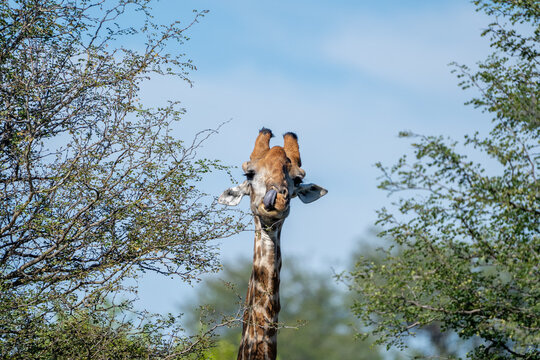 View of a giraffe sticking its head out from green trees and licking its nose with its long tongue under a clear blue sky in South Africa.