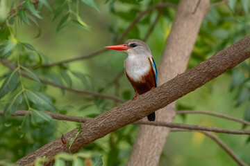 Fototapeta premium Action shot of a Grey-headed Kingfisher (Halcyon leucocephala) in flight, showing vibrant blue wings and chestnut belly, captured in the wild in Kenya.
