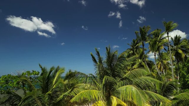 Aerial panorama of Las Ballenas Beach in Las Terrenas with tropical palm trees, calm turquoise ocean, bright sunny sky and peaceful Caribbean atmosphere filmed in 4K drone footage.
