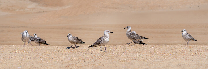 Fototapeta premium web banner Seagull feeding on the coast. Seagulls hunt on the coastline of the sea or ocean. Wild bird watching