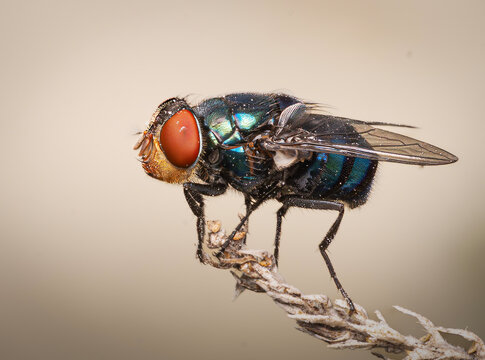 Mosca
