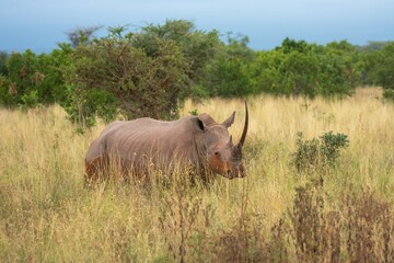 Obraz premium Large adult White Rhinoceros (Ceratotherium simum) with an impressive long horn standing in the tall grass of the Kenyan savanna.