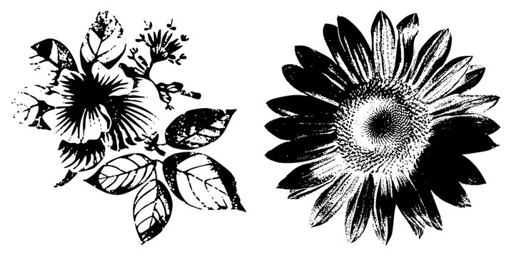 Halftone sunflower sketched hibiscus blooms (&ldquo;sunny face&rdquo;/&ldquo;giant daisy&rdquo;). Blends vintage engraving with modern vector crispness. Great for nature branding or decor.