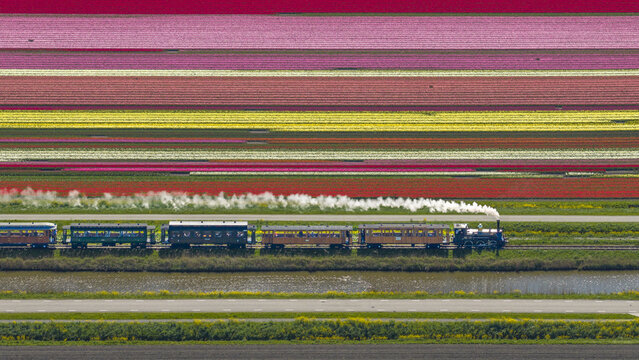 Aerial view of the Museum Hoorn-Medemblik steam train traveling through vibrant, multi-colored tulip fields with white steam trailing behind Hoorn, Noord-Holland, Netherlands.