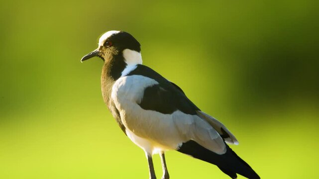 Close up of a blacksmith lapwing or blacksmith plover (Vanellus armatus). South Africa.
