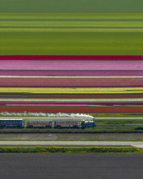Aerial view of the Museum Hoorn-Medemblik steam train traveling through vibrant, colorful tulip fields in horizontal stripes Hoorn, Noord-Holland, Netherlands.