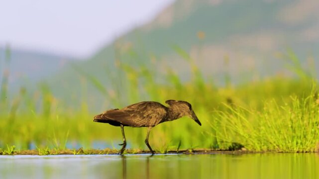 Close up of a hamerkop (Scopus umbretta) Bird foraging in a pond. South Africa.