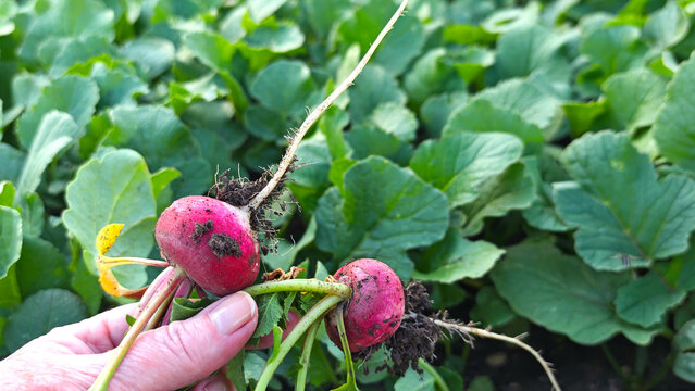 Freshly harvested radishes held in hand, showcasing vibrant red color and green leaves, surrounded by lush garden foliage in a vegetable patch