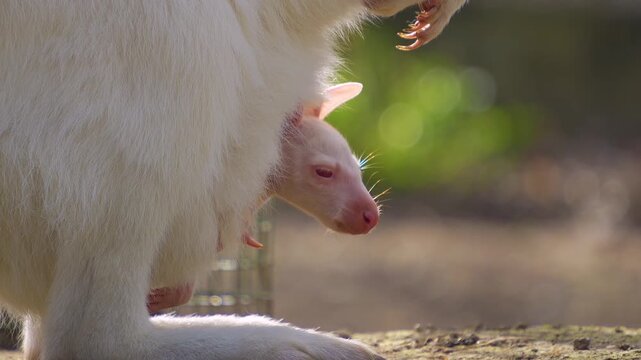 Close up of a white albino Kangaroo standing and watching with a baby in the pouch.
