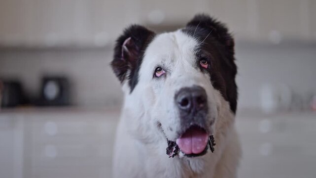 Smiling white Alabai dog indoors, minimal kitchen интерьер, lifestyle scene