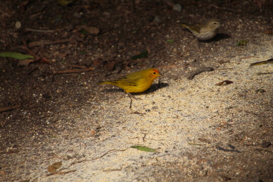 ave can&aacute;rio da terra - Sicalis flaveola  