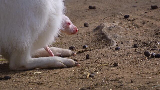 Close up of a white albino Kangaroo standing and watching with a baby in the pouch.