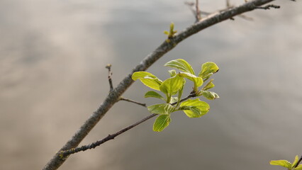 Pierwsze Tchnienie Wiosny – Młode Liście i Pąki na Gałązce Nad Brzegiem Spokojnej Wody © tomo81