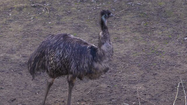Close up of an emu bird walking on a meadow and watching on a sunny day.