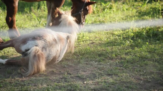 A playful pinto pony rolls in the dirt before standing up and shaking off next to a larger horse. Golden hour light bathes the peaceful pasture scene in a warm, rustic glow.