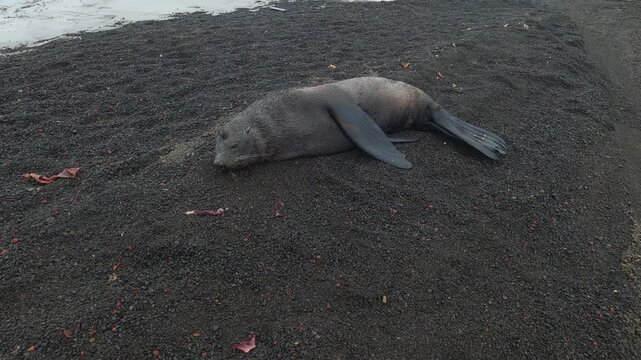 Closeup of fur seal resting on black volcanic sand of Deception Island in Antarctica, South Shetland Islands