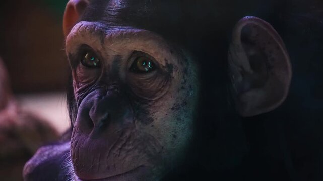 Close up of a chimpanzee or chimpanse face and head looking around
