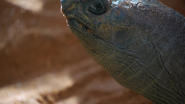 Close up head of giant Galapagos turtle looking around on a cloudy day
