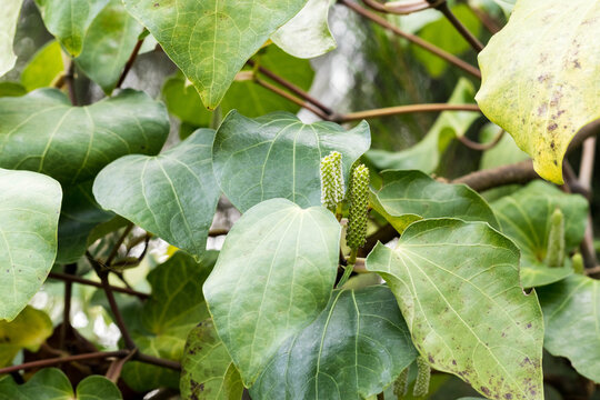 Kawakawa (Piper excelsum) look at leaves with both male and female flowres