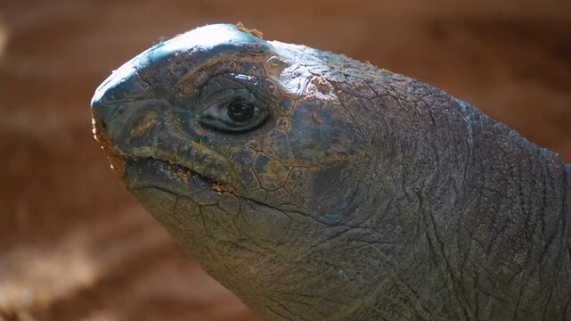 Close up head of giant Galapagos turtle looking around on a cloudy day