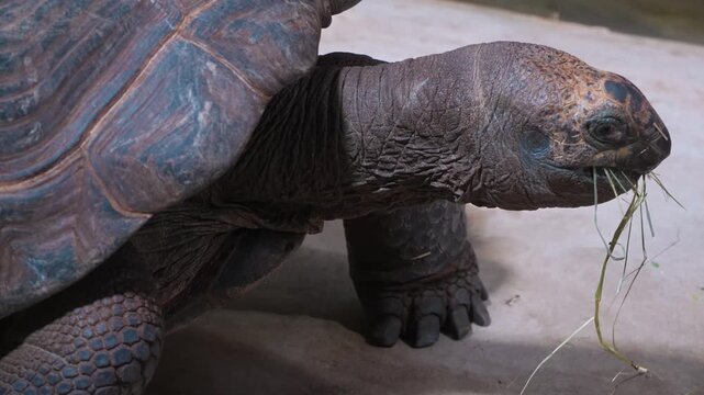 Close up head of giant Galapagos turtle looking around on a cloudy day