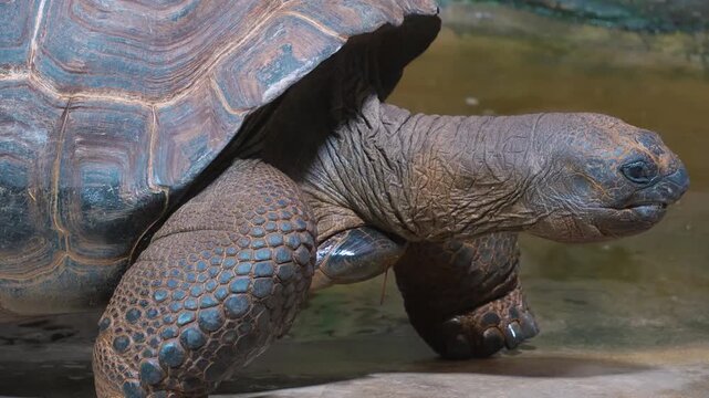 Close up head of giant Galapagos turtle looking around on a cloudy day
