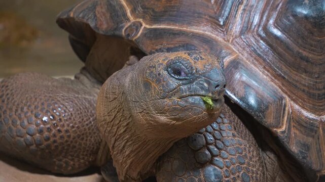 Close up head of giant Galapagos turtle looking around on a cloudy day