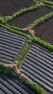 Aerial view Bali cultivated terraces mosaic of mulch and bare beds, researcher drone surveying crop layout, contour paths and drainage lines, dynamic geometry and seasonal light, vertical video