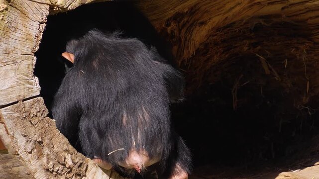 Close up of a chimpanzee or chimpanse sitting around and eating fruit