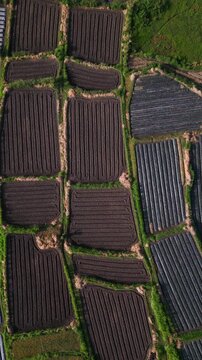 Aerial view Bali patterned plots with silver mulch rows and green borders, agronomist conducting soil survey, irrigation channels visible, modern plasticulture, vibrant contrast, vertical video