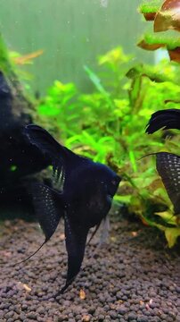 acuario con peces nadando