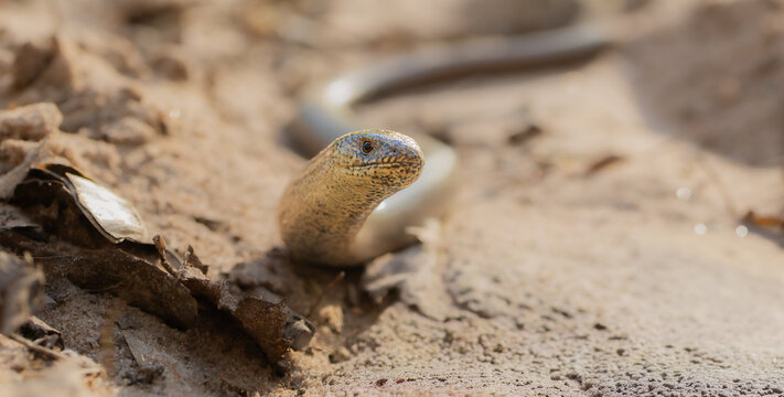 Blindschleiche (slow worm)