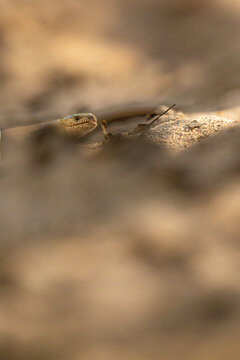 Blindschleiche (slow worm)