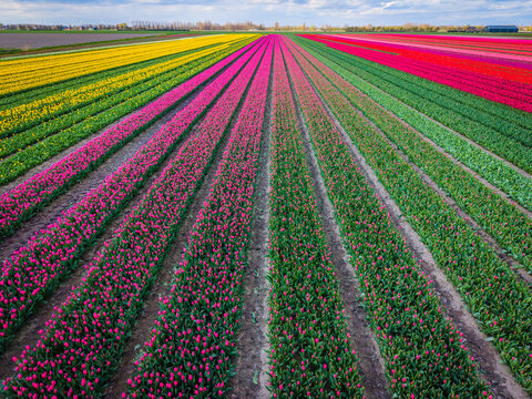 Aerial view of vibrant tulip fields in rows of pink, yellow, and red under a blue sky in Sommelsdijk, South Holland, Netherlands.