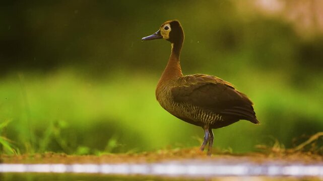 Portrait view of a white-faced whistling duck (Dendrocygna viduata).