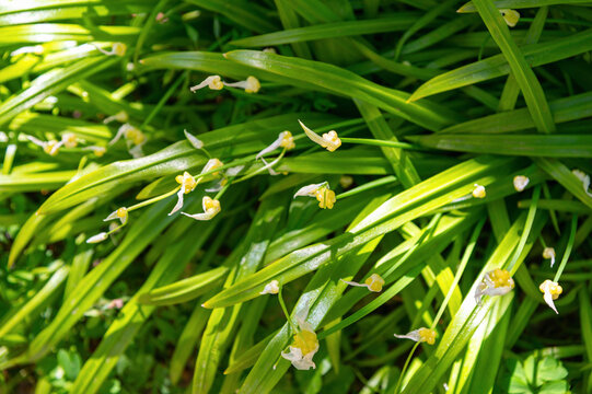 Small white yellow flowers scattered among long green leaves. Allium paradoxum, the few-flowered garlic